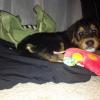 Pup #13154