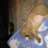 Pup #9598
