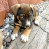 Pup #12120
