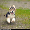 Pup #13092