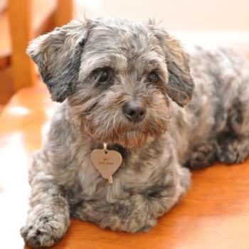 source: http://www.flickr.com/photos/56149857@N06/6519804039/