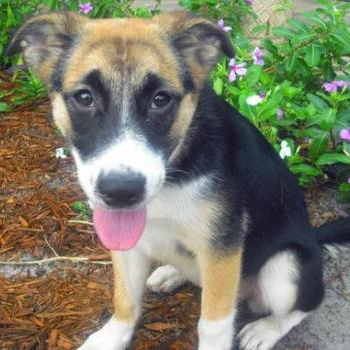source: http://www.dailypuppy.com/puppies/Shine-the-German-Shepherd-Mix_2011-12-14