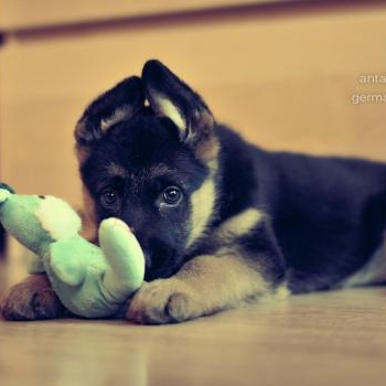 source: http://www.flickr.com/photos/arazmas/6619110825/