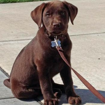 source: http://www.dailypuppy.com/puppies/Moose-the-Labrador-Retriever_2012-04-27