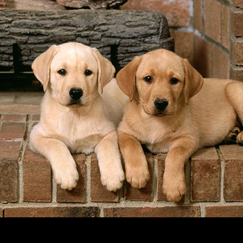 source: http://fuckyeahawesomedogs.tumblr.com/post/17932058955
