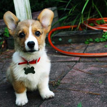 source: http://www.flickr.com/photos/35984137@N04/6440723627/