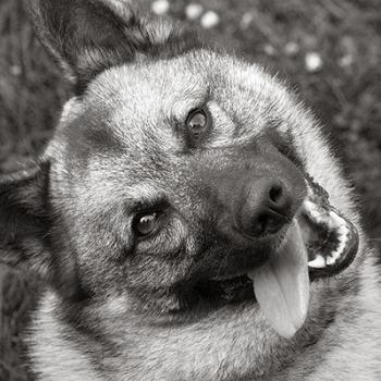 source: http://fuckyeahawesomedogs.tumblr.com/post/18649308668