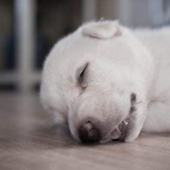 source: http://www.flickr.com/photos/f_l_e_t_c_h/6368168109/