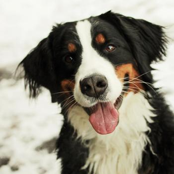 source: http://fuckyeahawesomedogs.tumblr.com/post/17146538793