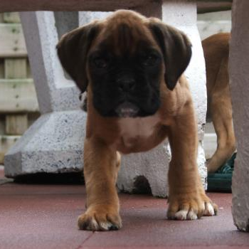 source: http://www.flickr.com/photos/welpen-puppy-puppies-pup-hunde/6559075689/