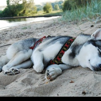 source: http://fuckyeahawesomedogs.tumblr.com/post/24574547449