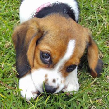 source: http://www.dailypuppy.com/puppies/Mindy-the-Beagle-Mix_2012-02-19
