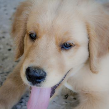 source: http://www.flickr.com/photos/perezan/6493218073/