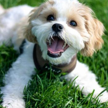 source: http://www.dailypuppy.com/puppies/Duke-the-Bichon-Frise-Mix_2012-05-31