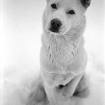 source: http://www.flickr.com/photos/changypoo/6537026769/