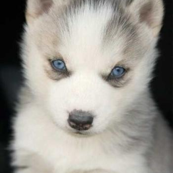 source: http://prideandpuppies.tumblr.com/post/22592618107