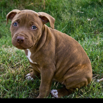 source: http://fuckyeahawesomedogs.tumblr.com/post/25629967686