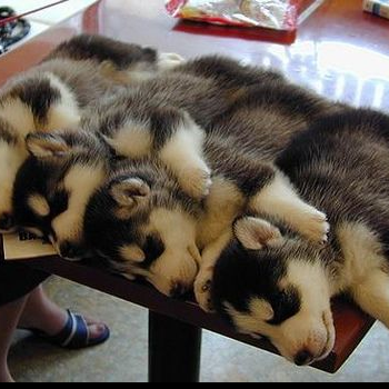 source: http://ohyeahadorablepuppies.tumblr.com/post/19982820558