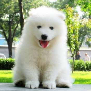 source: http://prideandpuppies.tumblr.com/post/22850467578