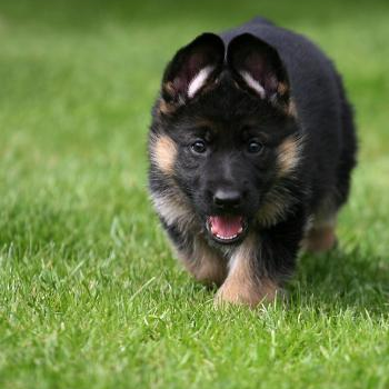source: http://www.flickr.com/photos/72284410@N08/6559248043/