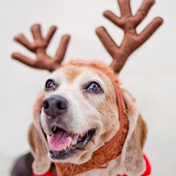 source: http://www.flickr.com/photos/pawprintscharming/6484291571/