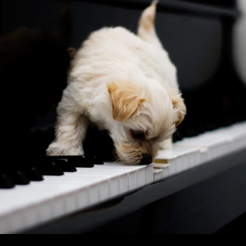 source: http://prideandpuppies.tumblr.com/post/22001735882