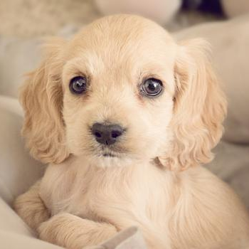 source: http://www.flickr.com/photos/ashleyjphotography/6477132067/