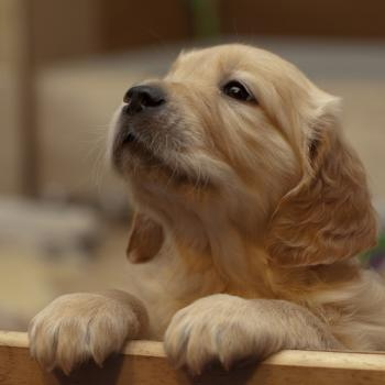 source: http://prideandpuppies.tumblr.com/post/22781262683