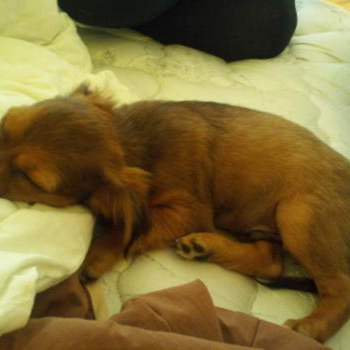 source: http://fuckyeahpuppies.tumblr.com/post/17763336936
