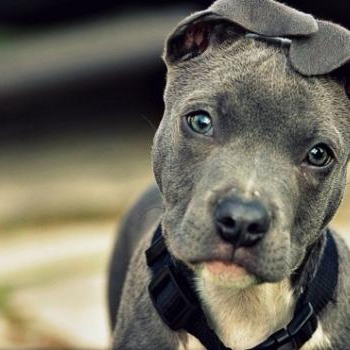 source: http://getinmykennel.tumblr.com/post/18880424108