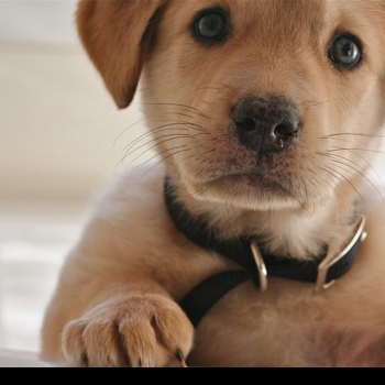 source: http://prideandpuppies.tumblr.com/post/22232014848