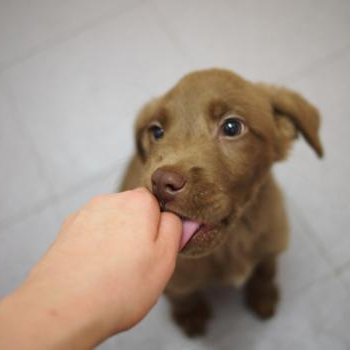 source: http://www.flickr.com/photos/bullcitydogs/6557439849/