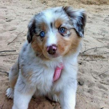 source: http://www.dailypuppy.com/puppies/Dolly-the-Australian-Shepherd_2012-05-20