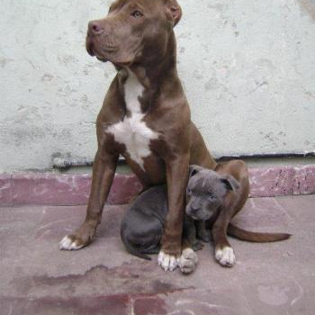 source: http://fuckyeahawesomedogs.tumblr.com/post/19162619732