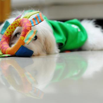 source: http://www.flickr.com/photos/douglastan/6581939485/