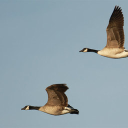 Ann M Dunham's fundraiser for Winnipeg, Canada - CA18A