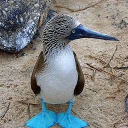 Brian King's fundraiser for San Cristobal Island, Ecuador-EC19B