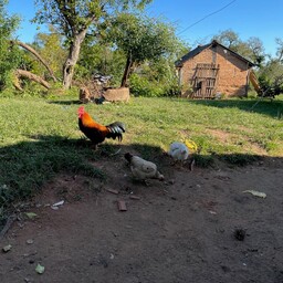 Samantha Davenport's fundraiser for San Estanislao, Paraguay - PY26B