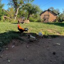 Samantha Davenport's fundraiser for San Estanislao, Paraguay - PY26B