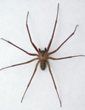 Brown_Recluse