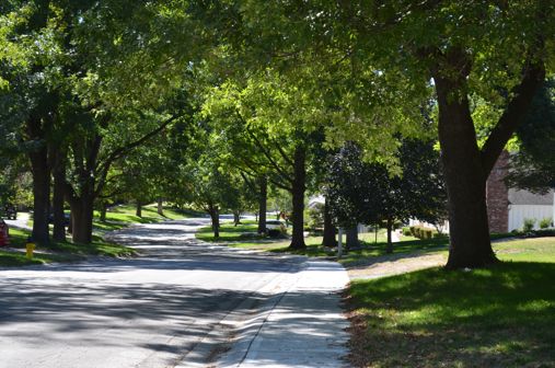 Ash Trees