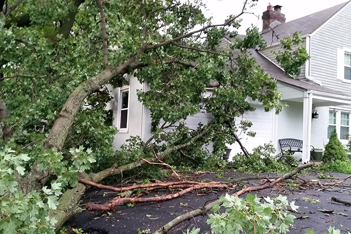 No one was injured, but this falling tree in Merriam did squash a garage.