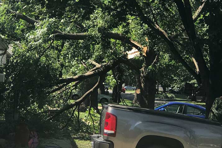 Reader submitted photo of split tree near 67th Street and Switzer.