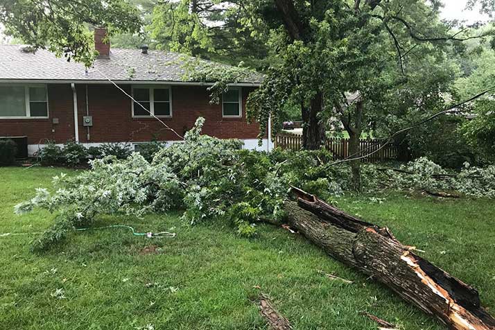A tree limb down on a power line in a northern Leawood yard. Photo courtesy reader Steven Burnett.