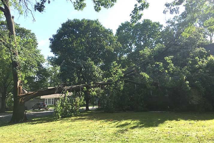A massive oak split down the middle and fell on a Prairie Village home Saturday.