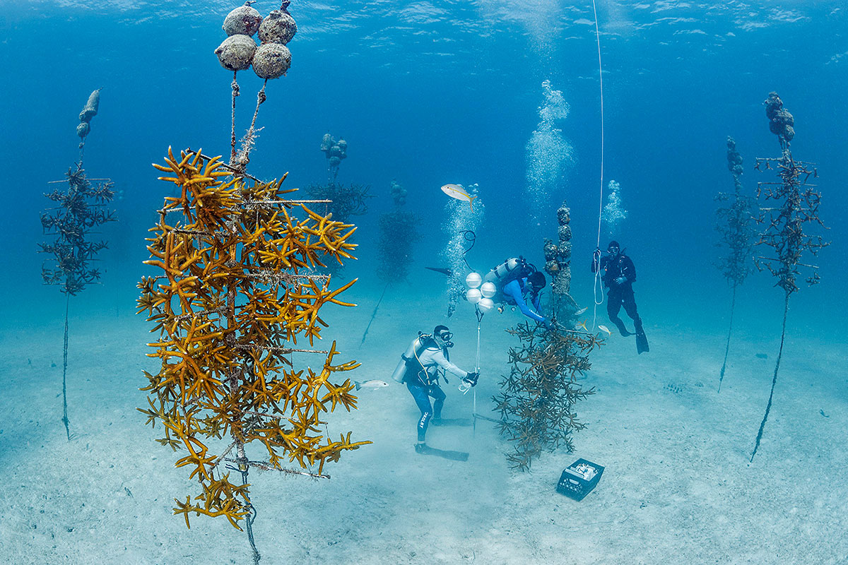 Coral Restoration team underwater