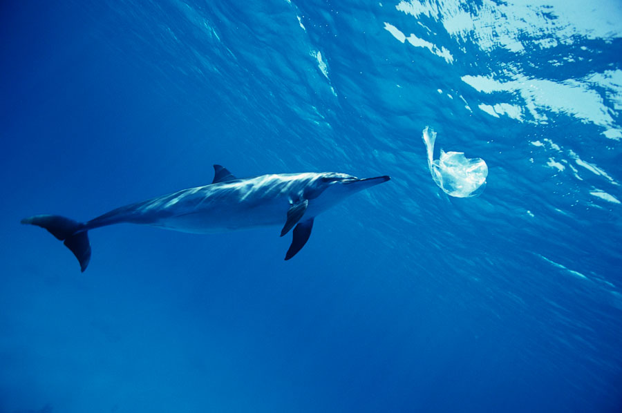 Dolphin underwater with plastic bag in front
