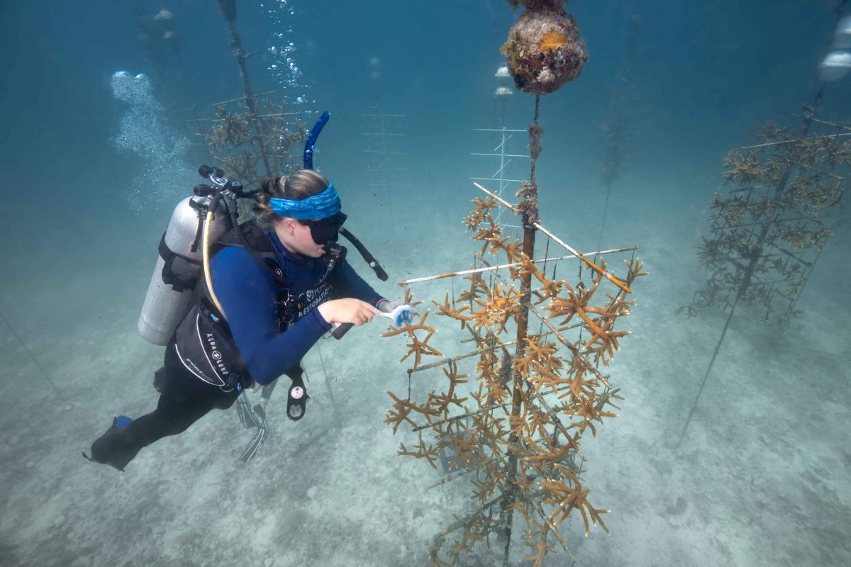 Coral Restoration underwater