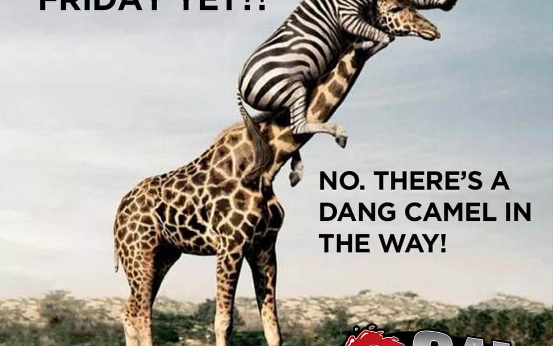 We know you’re thinking it… say it… say it!