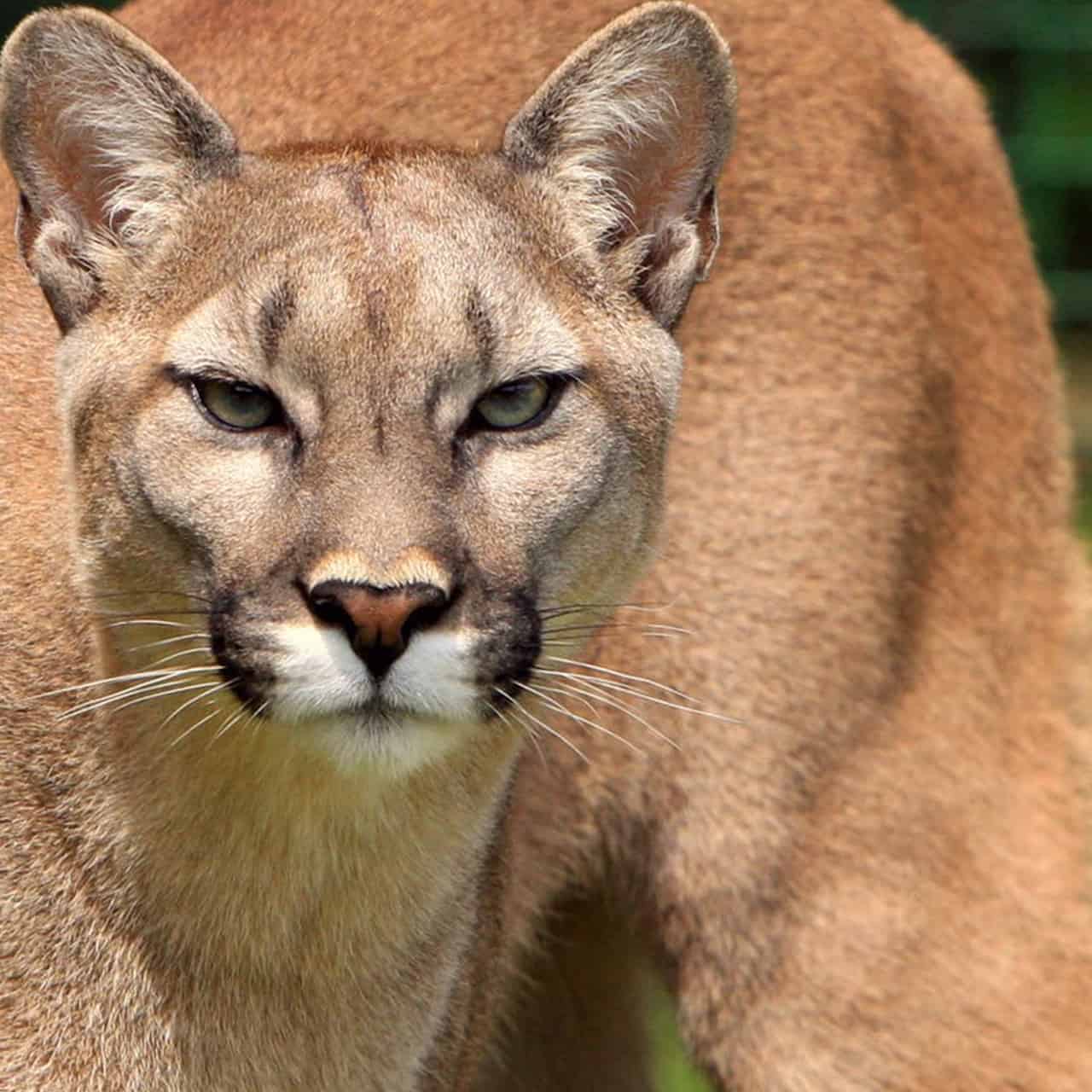 A woman in British Columbia was being stalked by a mountain lion while she was out walking her dog last Tuesday. But she managed to scare it off by grabbing her phone, and blasting the Metallica song "Don't Tread on Me"